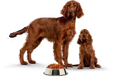 Vale de 6 Euros Pro Plan da Purina